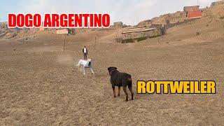 Dogo Argentino VS Rottweiler