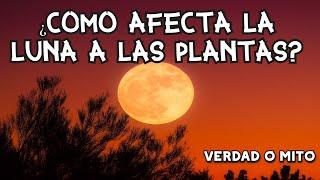 EFECTO DE LA LUNA EN LAS PLANTAS