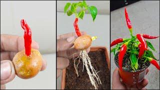 Best technique how to grow chili tree from chili ️ with potato   propagate chili tree at home