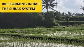 Rice Farming in Bali - The Subak System