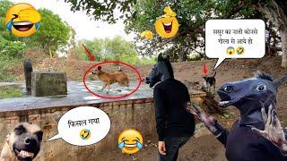 Fake small gorilla vs dog prank funniest dogs scared try to not laugh boom fun tv.