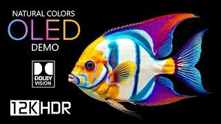 OLED Demo Best of Dolby Vision HDR 12K 120 fps 12K Video