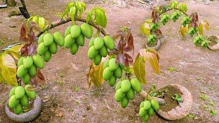 Unique​ Technique  Grafting Mango Tree Using Coconuts Growing Faster and Has Many Fruits