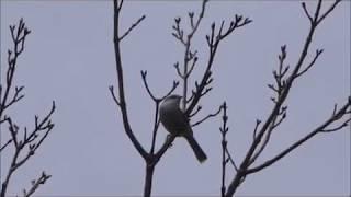 ウグイス鳴く落合峠