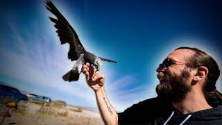 Training a Timneh African Grey to Fly Back  Timneh African Grey Free Flight