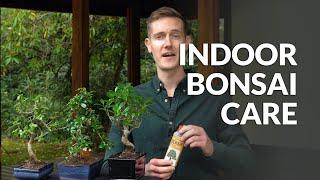 Indoor Bonsai care