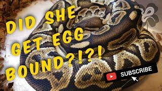 DID SHE GET EGG BOUND FROM ROLLING???? Another Ball Python clutch in the lab