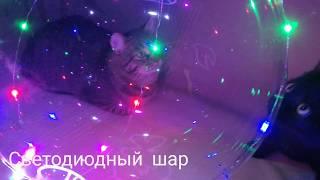  Led bubble balloon. Светящийся светодиодный шар. Шар Bobo. Шарик Бобо радует котов.