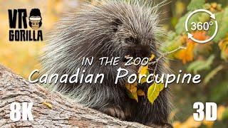 VR in the Zoo Canadian Tree Porcupine short - 8K 360 3D