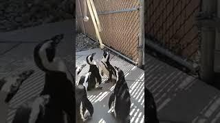 Penguins Playing #shorts 