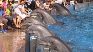 Dolphin Days Full Show at SeaWorld San Diego on 83015
