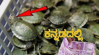 Red eared slider turtle ಸಂಪೂರ್ಣ ಮಾಹಿತಿ ಕನ್ನಡದಲ್ಲಿ.