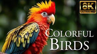 Colorful Birds 8K ULTRA HD  Beautiful Birds Sound in the Forest  Relaxation Film