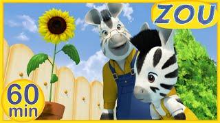 Zou in English  ZOU DISCOVERS NATURE  60 min COMPILATION  Cartoons