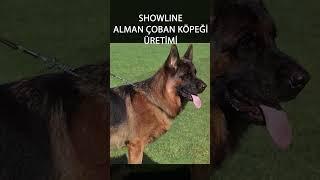 Alman Çoban Köpeği Üretimi. Üretici Nelere Dikkat Ediyor? #shorts #short #germanshepherd #gsd