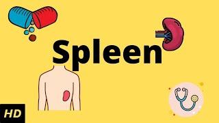 The Spleen Human Anatomy Picture Definition Function and Related Conditions