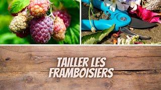‍ Comment tailler les framboisiers ?