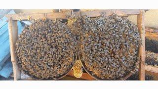 14 Mayıs bölme arının durumu.... #arıcılık #bee #beekeeper #aricilik #honey