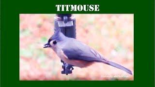 Tufted Titmouse