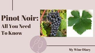 Pinot Noir All You Need To Know