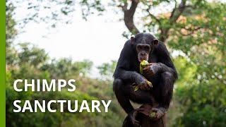Inside Sierra Leone’s Tacugama Chimpanzee Sanctuary