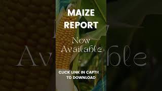 Maize Report  16 August 2024