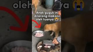 Seekor Anjing Mencuri makanan demi anak nya    #shorts