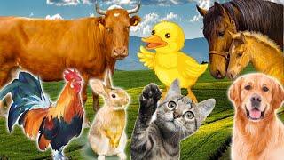 Learn Family Animals Cat Horse Cow Chicken Duck - Farm Animal Sounds - Part 2