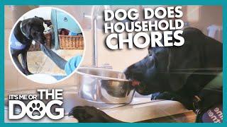 Assistance Dog Helps With Chores In The House  Its Me or The Dog