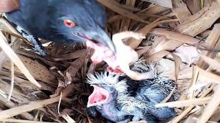 #EP9.Greater coucal birds Feed the frogs  Review Bird Nest 