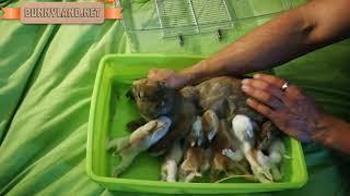 Nursing baby bunnies.