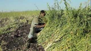 Ethiopia - Sesame - Selet Hulling