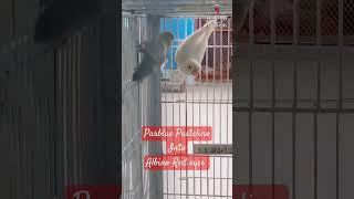 Parblue Pastelino x Albino #lovebird #viral #trending #birds #pets #albino #redeye #parrot #breeding