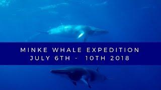 Minke Whale Expedition  Great Barrier reef  6th - 10th July 2018