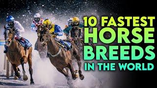 From Thoroughbreds to Arabians Top 10 Fastest Horse Breeds