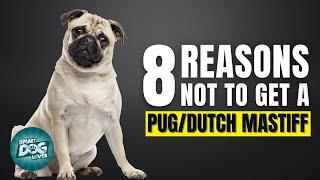 8 Reasons Why You Should Not Get a Pug