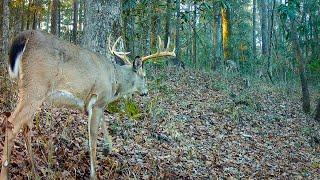 Deer Trail in Alabama Trail Cam 2023-2024