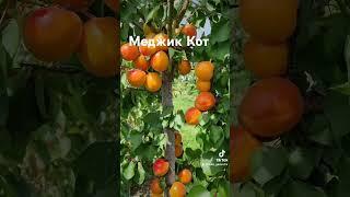 Абрикос  Меджик Кот #сад #садівництво #максимгаранжа #garden