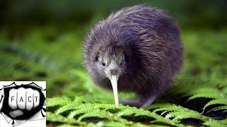 10 Flightless Birds In The World