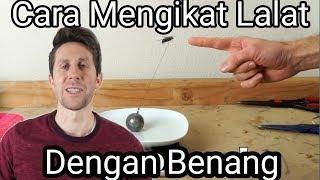 LIHAT SEBERAPA KUAT LALAT BISA TERBANG