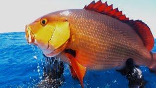 SPEARFISHING PHILIPPINES  RED BASS  UNEXPECTED MOMENT  CALAYAN DAY 0.5