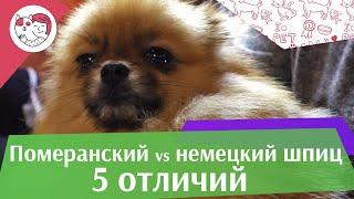 5 отличий немецкого шпица от померанского шпица на ilikepet