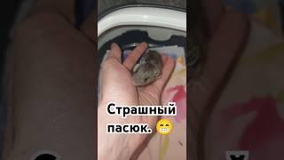 Очень страшный и ужасный дикий пасючара.  Ребенку лучше.  #wildrats #cuterats #funnypets  #like