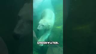 THE POLAR FRONTIER  The Columbus Zoo  #SHORTS #ZOOTOURS #ColumbusZoo