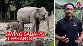 Sabah has a problem - it has more elephants than it can cope with