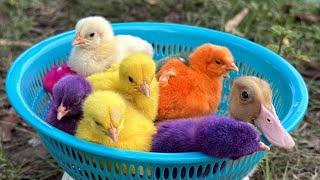 Catch millions of cute chickens colorful chickens rainbow chickens rabbits ducks cute animals