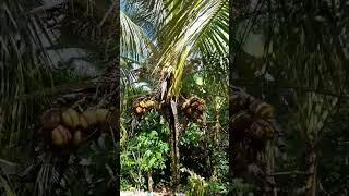 Perhatikan buah kelapa ini kecil2 tapi tebal dalamnya#kelapa #viral #kelapasayur #shortvideo #fyp