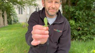 Identifying Sheeps Sorrel  Red Sorrel Rumex acetosella