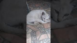 Funny Cats -Little Cats so cute