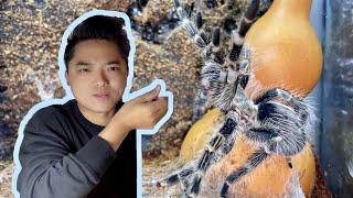 This guy is like this when he grows up Feed 100 Tarantula seedlings 这家伙长大之后竟是这样！